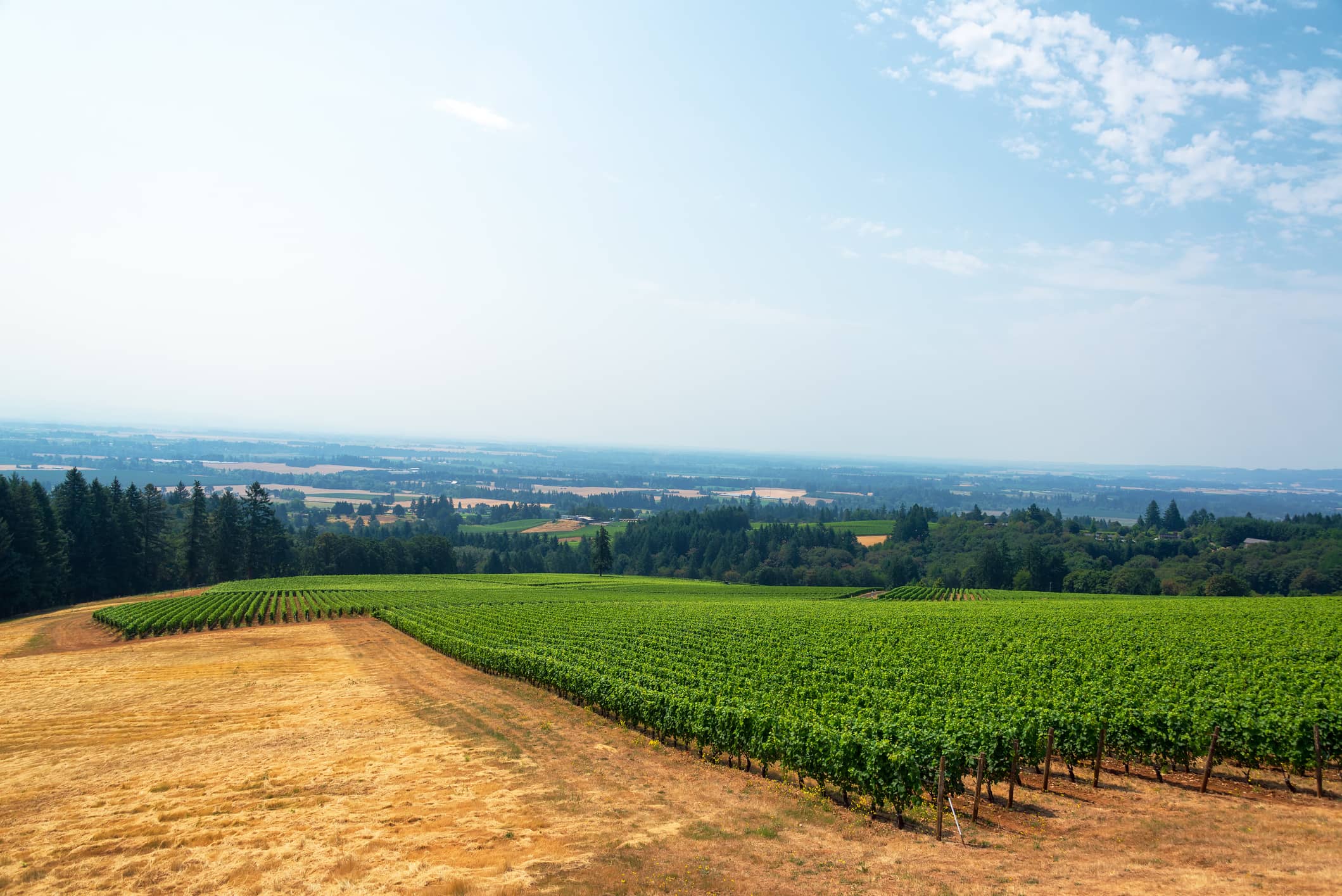 Willamette Valley vineyard view near Newberg Oregon
